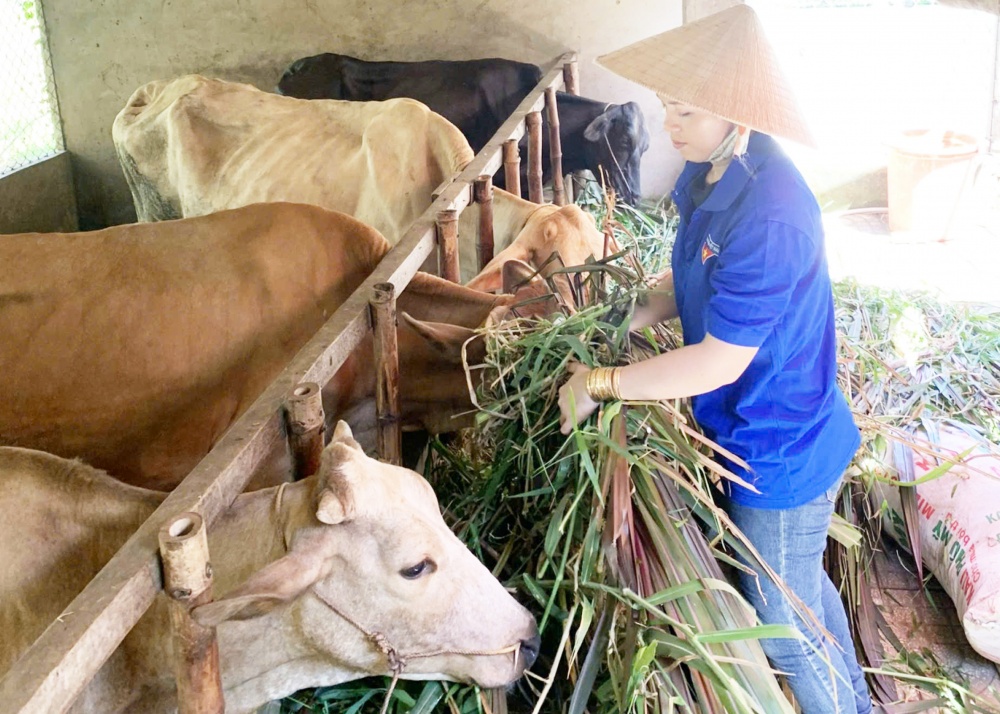 Đoàn viên Kim Thị Ly Na, xã Bình Phú, huyện Càng Long, tỉnh Trà Vinh chăm sóc đàn bò