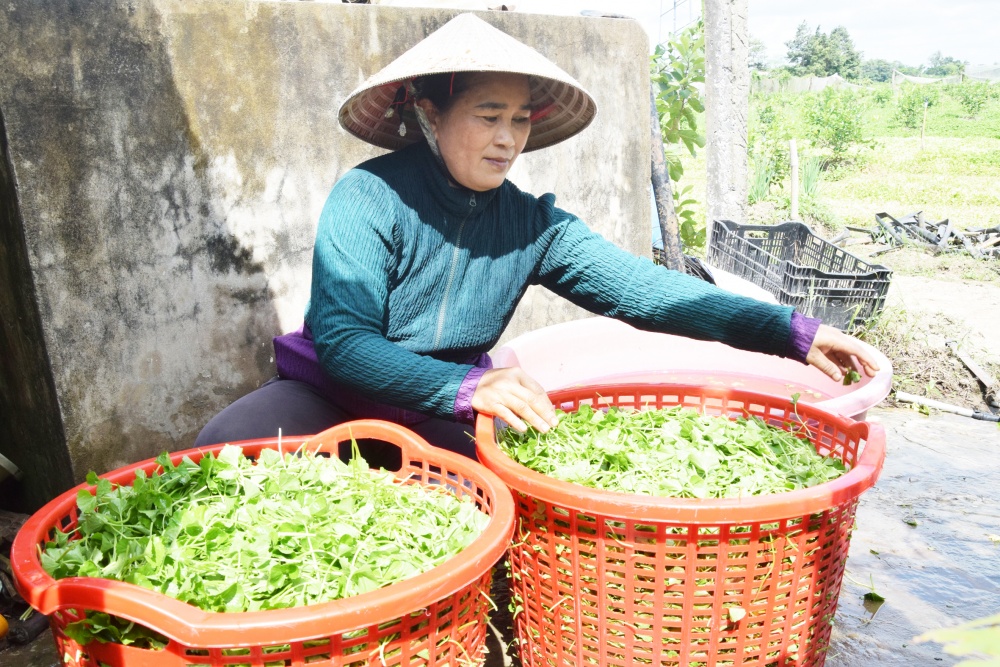 Chị Phạm Thị Hoàng, Chi hội trưởng, Chi hội Phụ nữ ấp Sa Văng, xã Đôn Châu, huyện Duyên Hải, tỉnh Trà Vinh, phân loại rau má trước khi giao cho thương lái