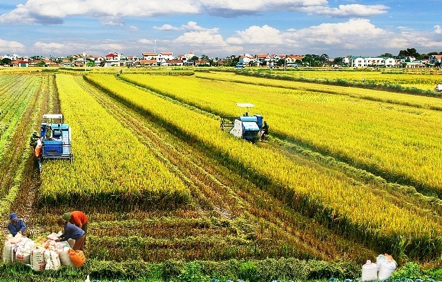 Tái cơ cấu ngành nông nghiệp theo hướng chất lượng, hiệu quả