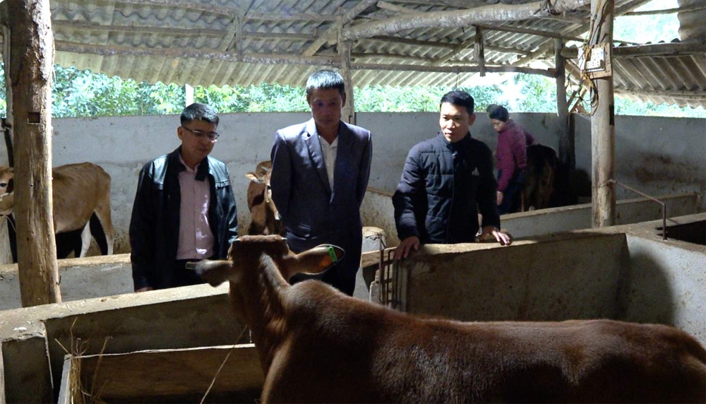 Thăm mô hình nuôi bò nhốt chuồng của gia đình anh Lò Văn Hiến (đứng giữa), ở bản Giăng, xã Quài Cang, huyện Tuần Giáo 