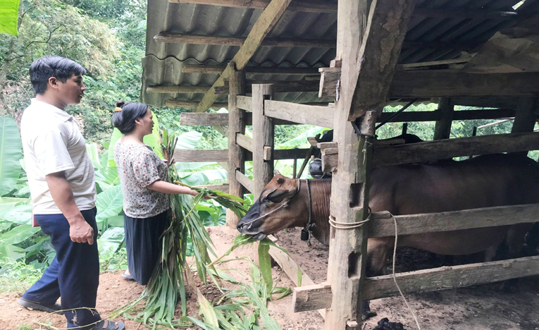 Đồng bào dân tộc Mông xã Hồng Việt (Hòa An, Cao Bằng) được vay vốn ngân hàng Chính sách xã hội phát triển chăn nuôi bò vỗ béo.