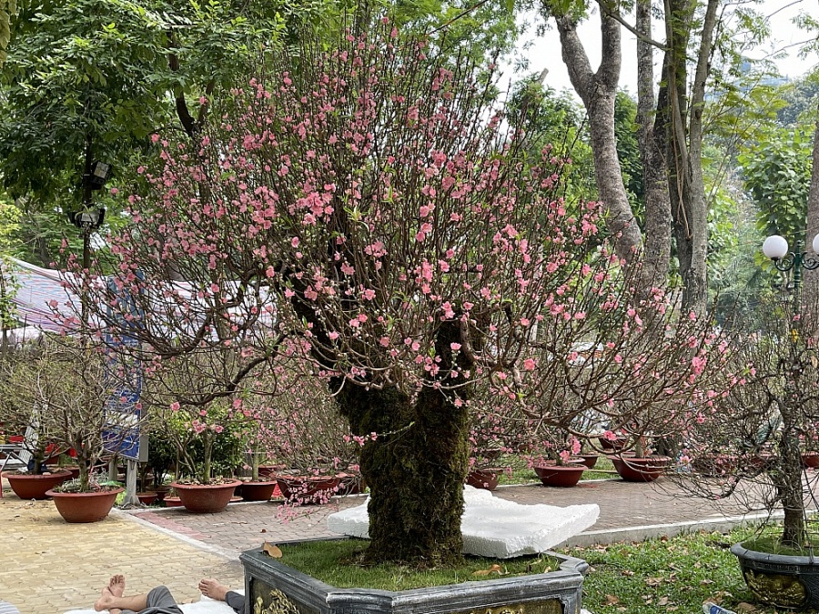 TP. Hồ Chí Minh: Chợ hoa Tết nhộn nhịp đón khách mua sắm