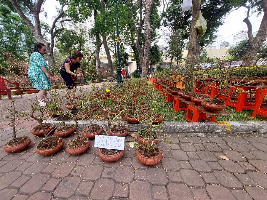 TP. Hồ Chí Minh: Chợ hoa Tết nhộn nhịp đón khách mua sắm