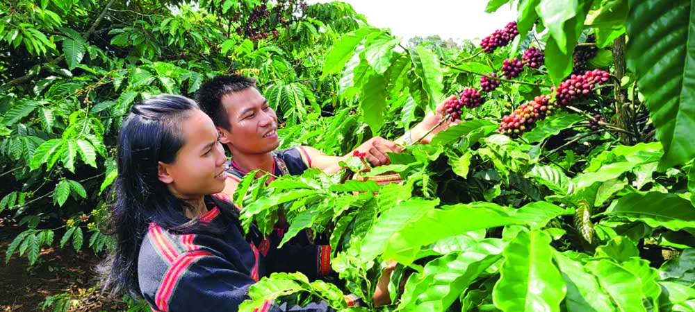 Nguồn vốn NHCSXH góp phần nâng cao đời sống hộ đồng bào dân tộc thiểu số trên địa bàn tỉnh Gia Lai Nguồn vốn NHCSXH góp phần nâng cao đời sống hộ đồng bào dân tộc thiểu số trên địa bàn tỉnh Gia Lai