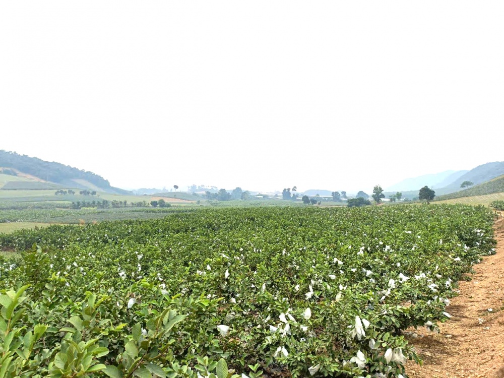 Ổi lê được trồng theo hướng VietGAP tại xã Hà Long Ổi lê được trồng theo hướng VietGAP tại xã Hà Long
