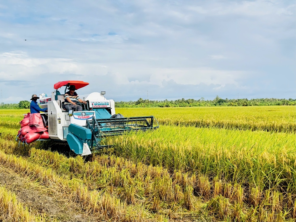 Giá gạo xuất khẩu của Việt Nam đã tăng trở lại. Giá gạo xuất khẩu của Việt Nam đã tăng trở lại.