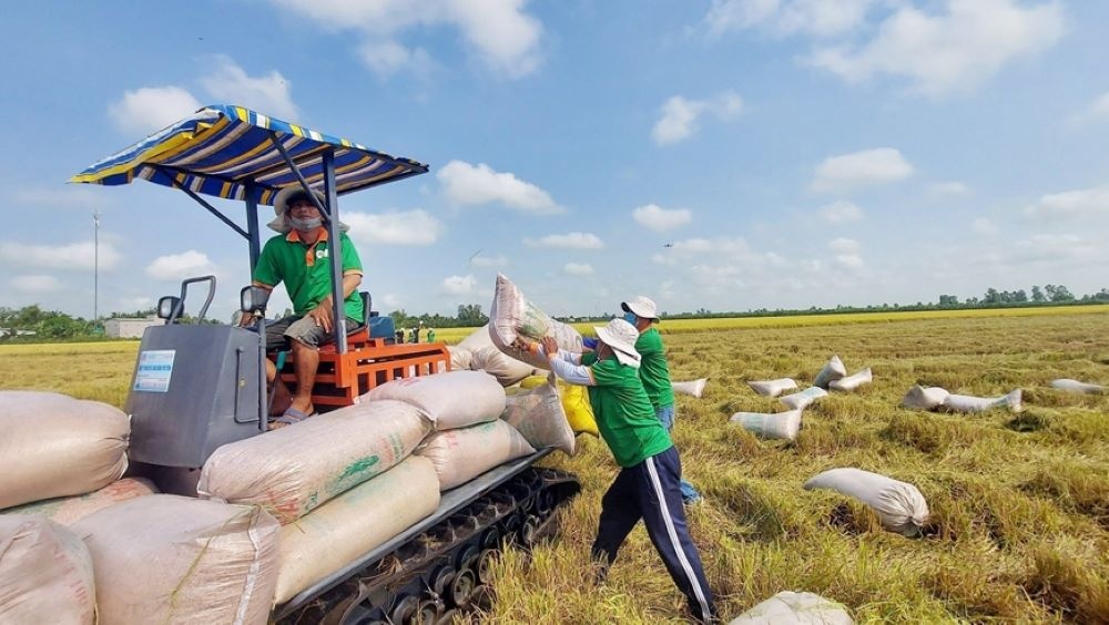 152 thương nhân đủ điều kiện kinh doanh xuất khẩu gạo