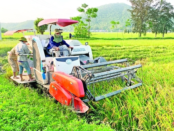 Cánh đồng lúa hữu cơ giúp tăng năng suất, giảm giá thành sản xuất Cánh đồng lúa hữu cơ giúp tăng năng suất, giảm giá thành sản xuất