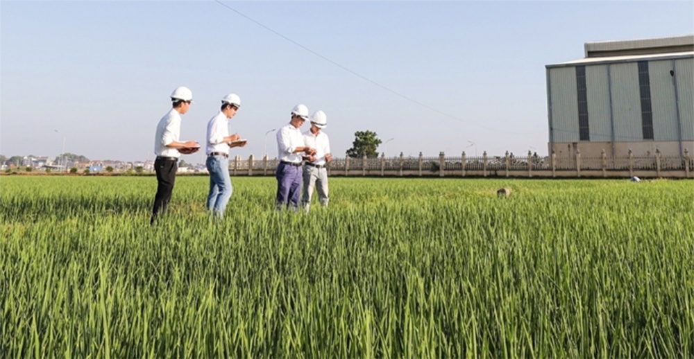 một trong những sản phẩm nông nghiệp chủ lực của huyện Thạch Thành một trong những sản phẩm nông nghiệp chủ lực của huyện Thạch Thành