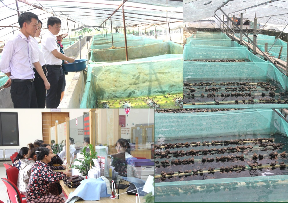 Người dân làm giàu từ vốn vay Agribank Thanh Hoá