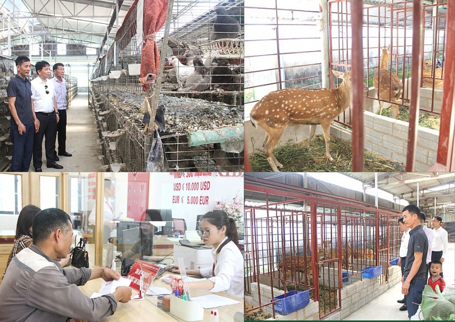 Gia đình anh Khương Chi Định, hội viên Hội Nông dân xã Dân Quyền, huyện Triệu Sơn được vay vốn của Agribank Triệu Sơn đầu tư phát triển kinh tế hiệu quả Gia đình anh Khương Chi Định, hội viên Hội Nông dân xã Dân Quyền, huyện Triệu Sơn được vay vốn của Agribank Triệu Sơn đầu tư phát triển kinh tế hiệu quả