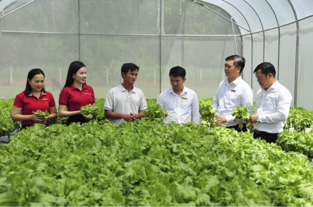 Cán bộ Agribank chi nhánh Bắc Long An thăm mô hình trồng rau thủy canh của anh Lê Văn Dể Cán bộ Agribank chi nhánh Bắc Long An thăm mô hình trồng rau thủy canh của anh Lê Văn Dể