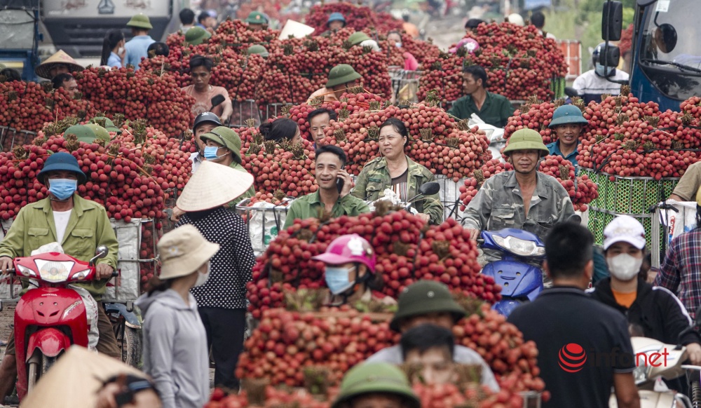 Vải thiều sẵn sàng cho xuất khẩu mùa vụ 2025