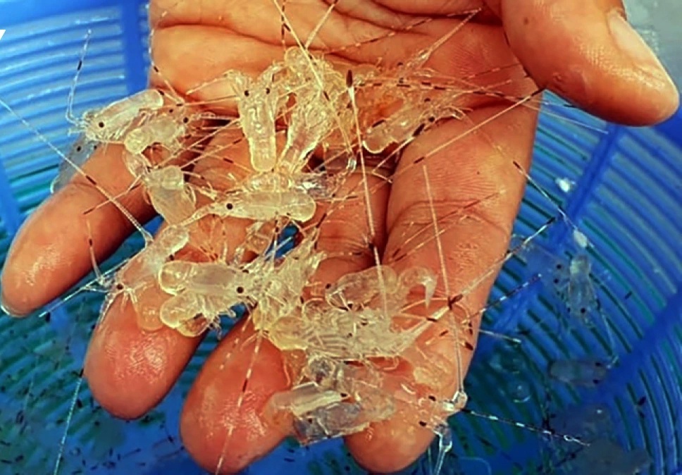 Việc buôn bán và vận chuyển trái phép tôm hùm giống từ nước ngoài vào Việt Nam qua đường biển, đường hàng không, đang đặt ra nhiều thách thức trong công tác quản lý, kiểm soát chất lượng giống Việc buôn bán và vận chuyển trái phép tôm hùm giống từ nước ngoài vào Việt Nam qua đường biển, đường hàng không, đang đặt ra nhiều thách thức trong công tác quản lý, kiểm soát chất lượng giống