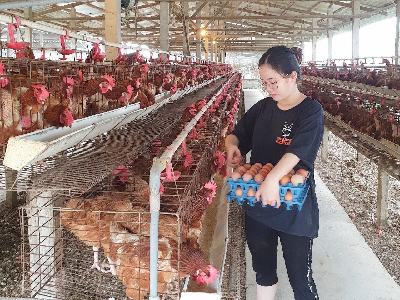 Giá trứng gà tại các trang trại đã giảm từ mức 1.500 đồng/quả xuống còn 1.200 đồng/quả nhưng vẫn khó tiêu thụ