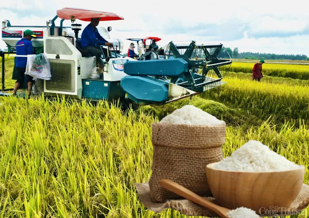 Việt Nam nổi lên như một quốc gia tiên phong với tiềm năng to lớn để dẫn dắt sự chuyển đổi xanh cho ngành lúa gạo Việt Nam nổi lên như một quốc gia tiên phong với tiềm năng to lớn để dẫn dắt sự chuyển đổi xanh cho ngành lúa gạo