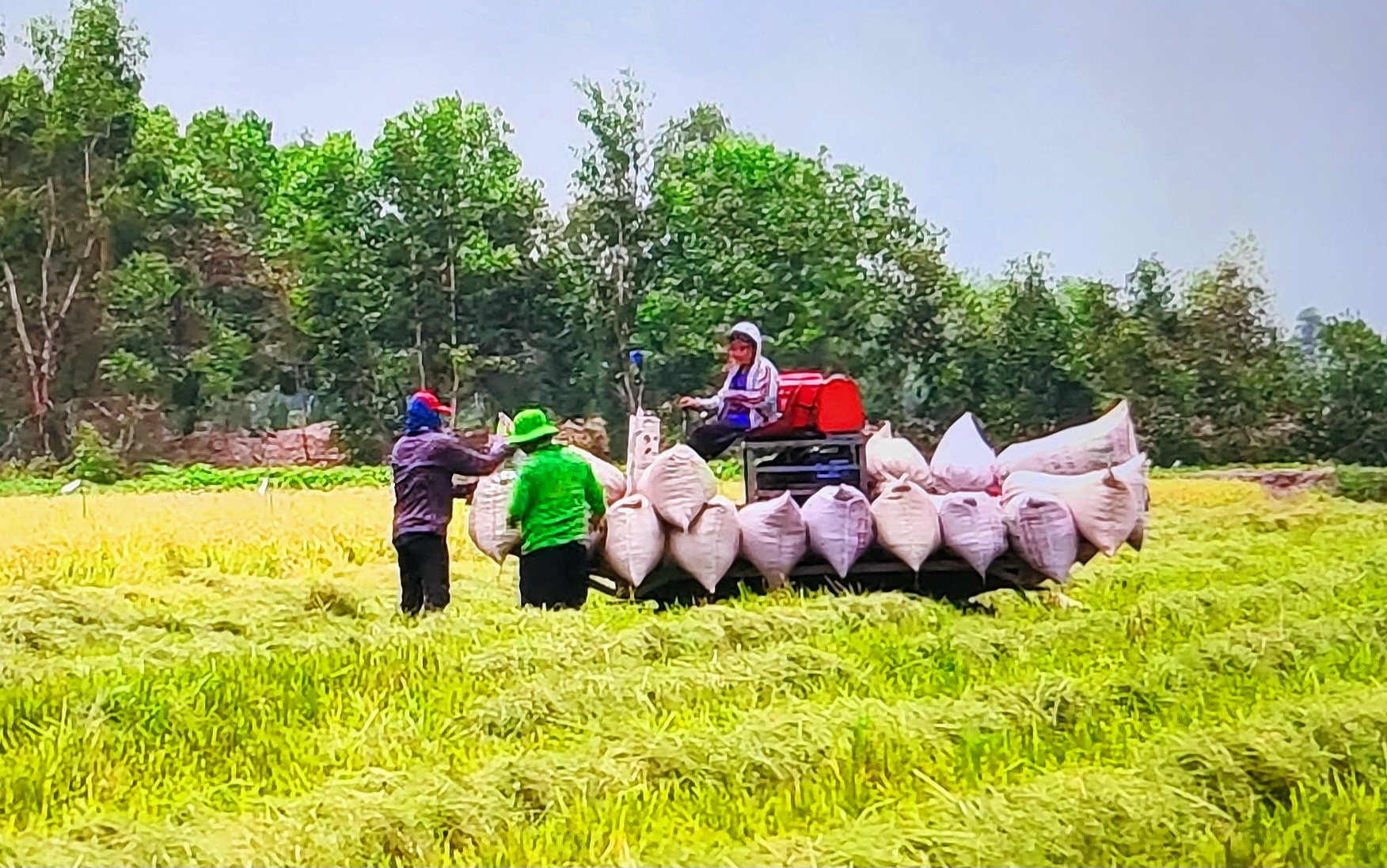 hình thành chuỗi liên kết chặt chẽ giữa nông dân - hợp tác xã -doanh nghiệp - nhà phân phối hình thành chuỗi liên kết chặt chẽ giữa nông dân - hợp tác xã -doanh nghiệp - nhà phân phối