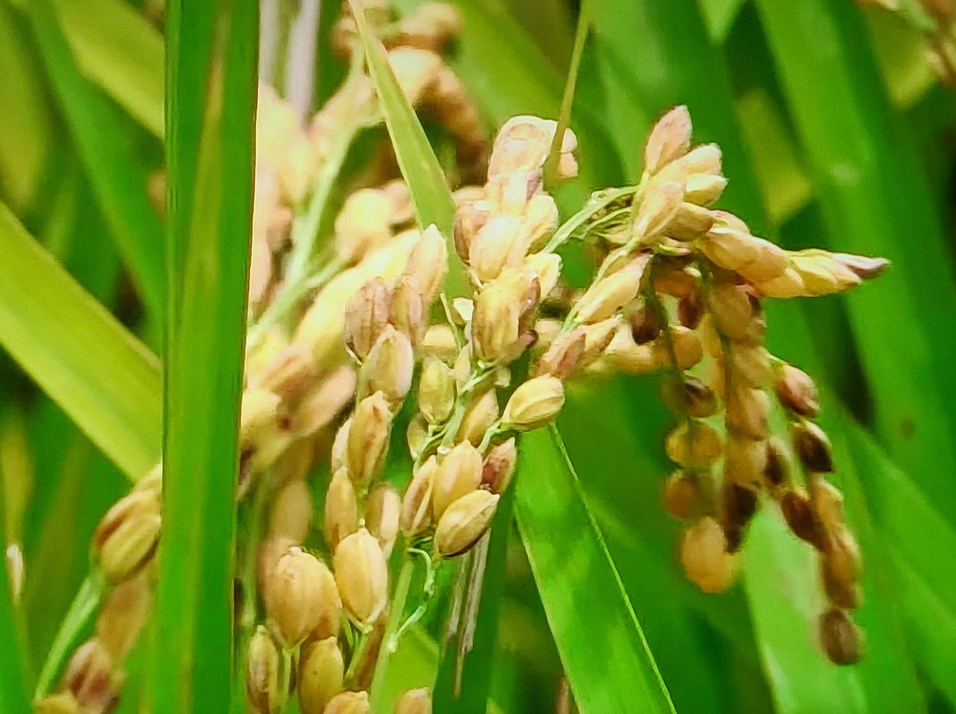 gạo đặc sản như ST24, ST25 hay gạo hữu cơ vẫn chiếm tỷ trọng nhỏ gạo đặc sản như ST24, ST25 hay gạo hữu cơ vẫn chiếm tỷ trọng nhỏ