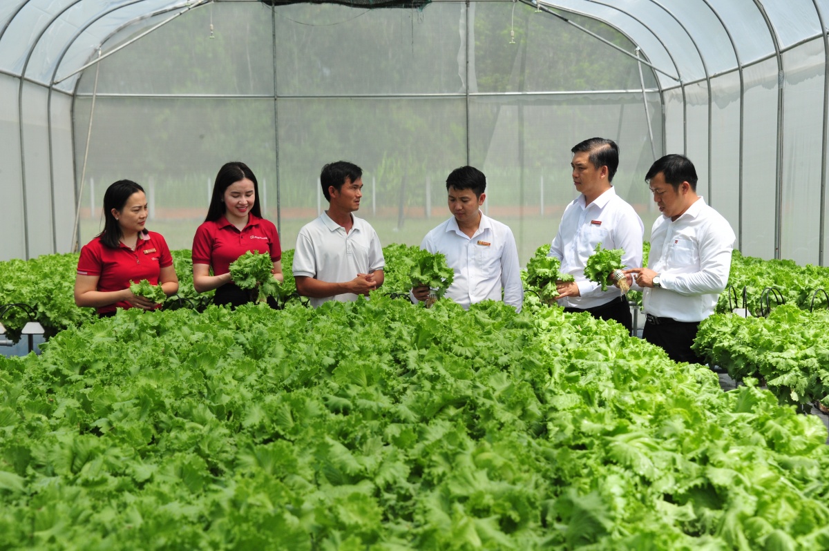 Agribank nâng quy mô tín dụng ưu đãi lên 20.000 tỷ đồng cho nông, lâm, thủy sản Agribank nâng quy mô tín dụng ưu đãi lên 20.000 tỷ đồng cho nông, lâm, thủy sản