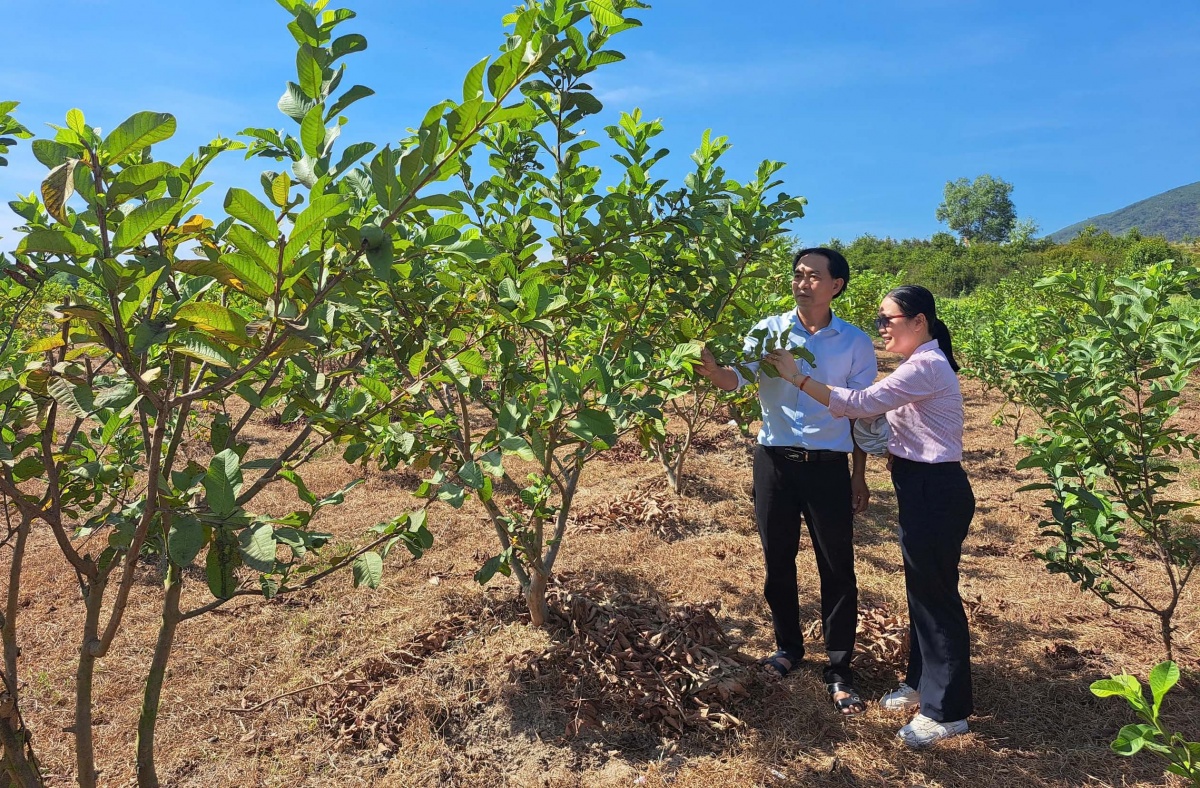 Các chủ thể OCOP, cũng cần đẩy mạnh liên kết chuỗi giá trị, áp dụng quy trình sản xuất tiên tiến theo các tiêu chuẩn như VietGAP, GlobalGAP… Các chủ thể OCOP, cũng cần đẩy mạnh liên kết chuỗi giá trị, áp dụng quy trình sản xuất tiên tiến theo các tiêu chuẩn như VietGAP, GlobalGAP…