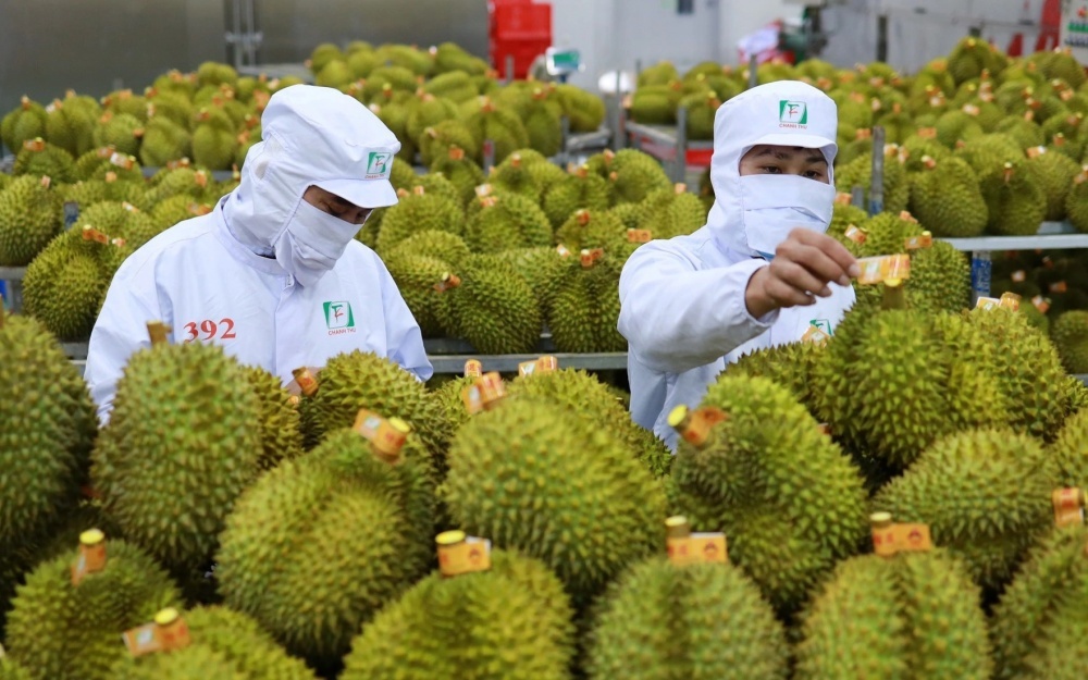 Tăng trưởng nóng, ngành hàng sầu riêng đối mặt thách thức quản lý chất lượng Tăng trưởng nóng, ngành hàng sầu riêng đối mặt thách thức quản lý chất lượng