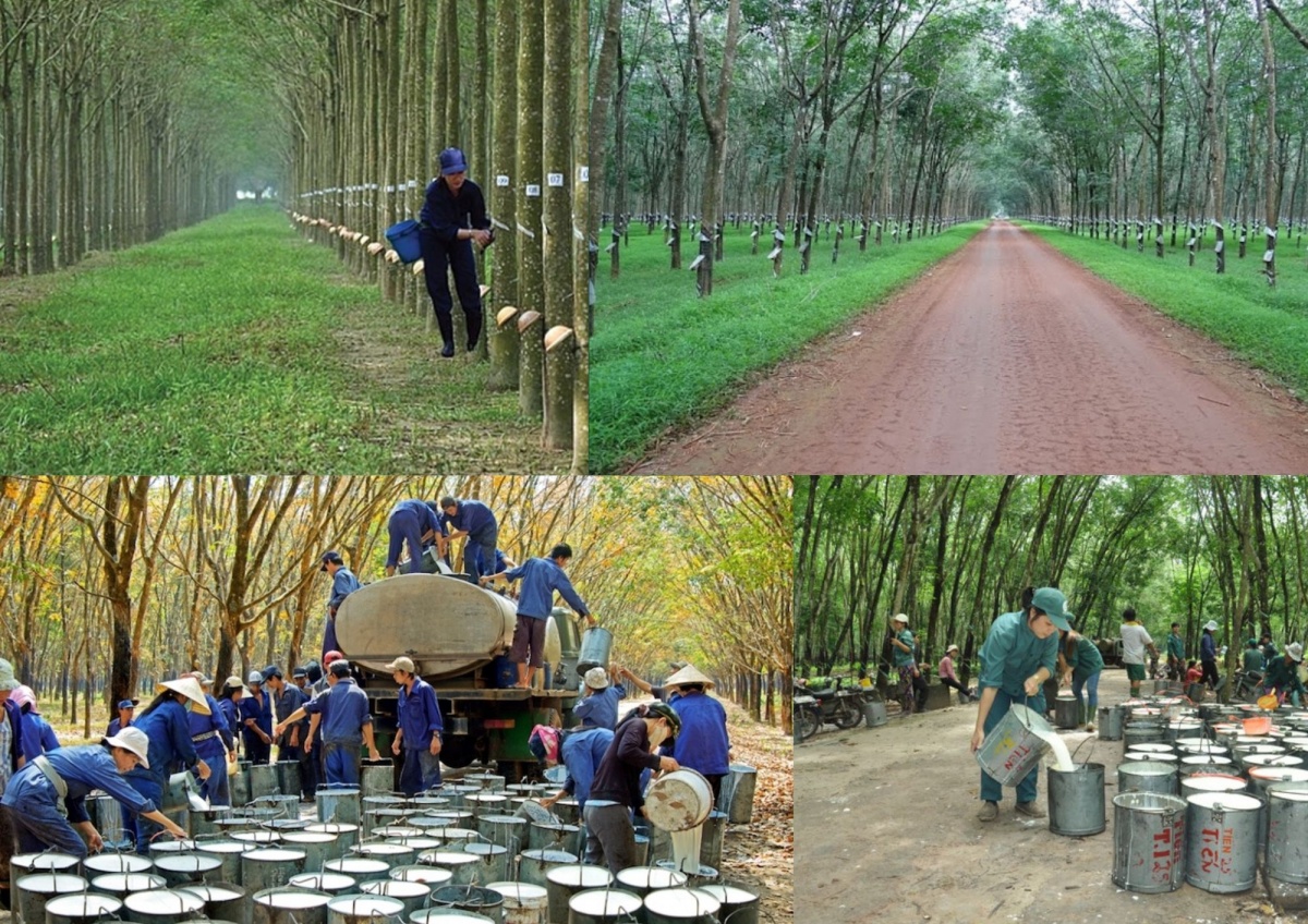triển vọng kinh doanh của Cao su Phước Hòa trong năm 2025 được đánh giá tích cực nhờ giá cao su duy trì ở mức cao và sản lượng khai thác ổn định triển vọng kinh doanh của Cao su Phước Hòa trong năm 2025 được đánh giá tích cực nhờ giá cao su duy trì ở mức cao và sản lượng khai thác ổn định
