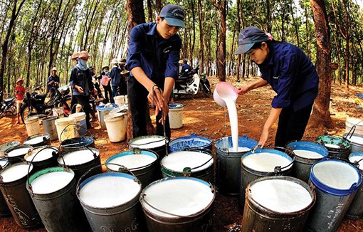 PHR: Cổ phiếu tăng trưởng kép, nhờ cao su và khu công nghiệp PHR: Cổ phiếu tăng trưởng kép, nhờ cao su và khu công nghiệp