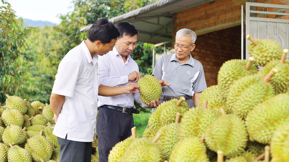 Cần thắt chặt kiểm soát vùng trồng và chất lượng sầu riêng Cần thắt chặt kiểm soát vùng trồng và chất lượng sầu riêng