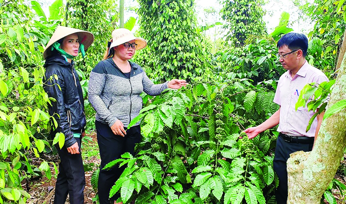 Mô hình trồng xen canh hồ tiêu với các loại cây trồng như cà phê, sầu riêng đang mang lại hiệu quả tích cực đối với nhiều nông hộ Mô hình trồng xen canh hồ tiêu với các loại cây trồng như cà phê, sầu riêng đang mang lại hiệu quả tích cực đối với nhiều nông hộ