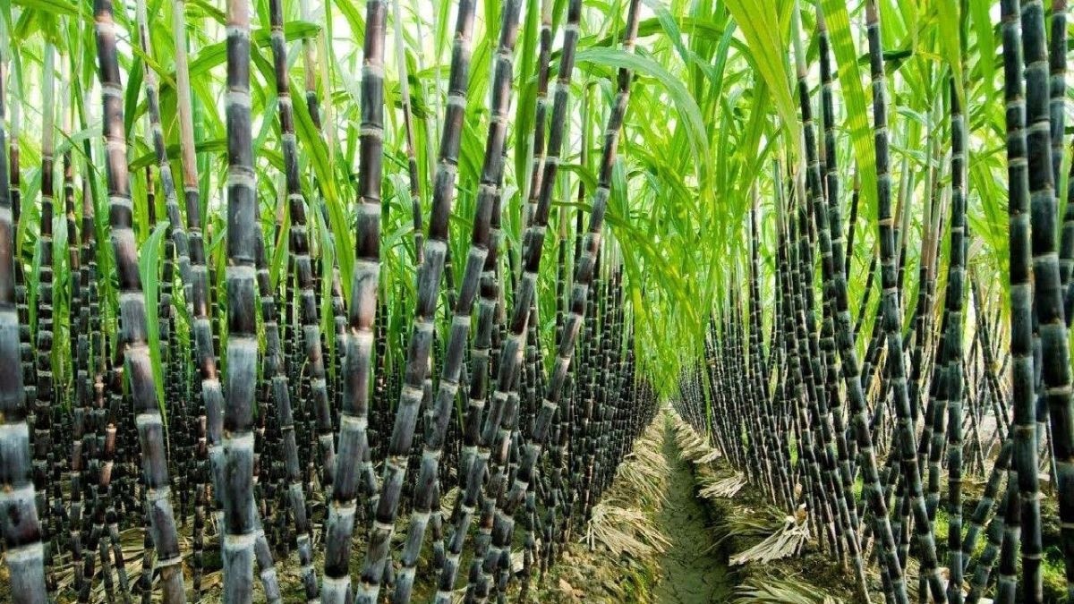 Ngành mía đường Việt Nam đang đứng trước nhiều thách thức lớn Ngành mía đường Việt Nam đang đứng trước nhiều thách thức lớn