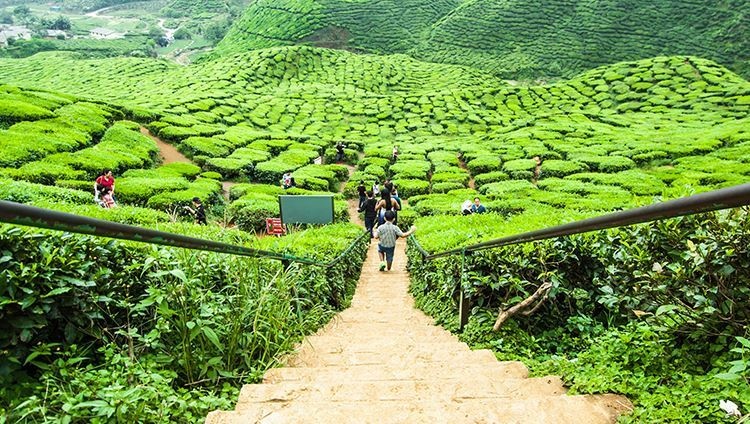 Cameron Highlands - Cao nguyên của trà và dâu Cameron Highlands - Cao nguyên của trà và dâu