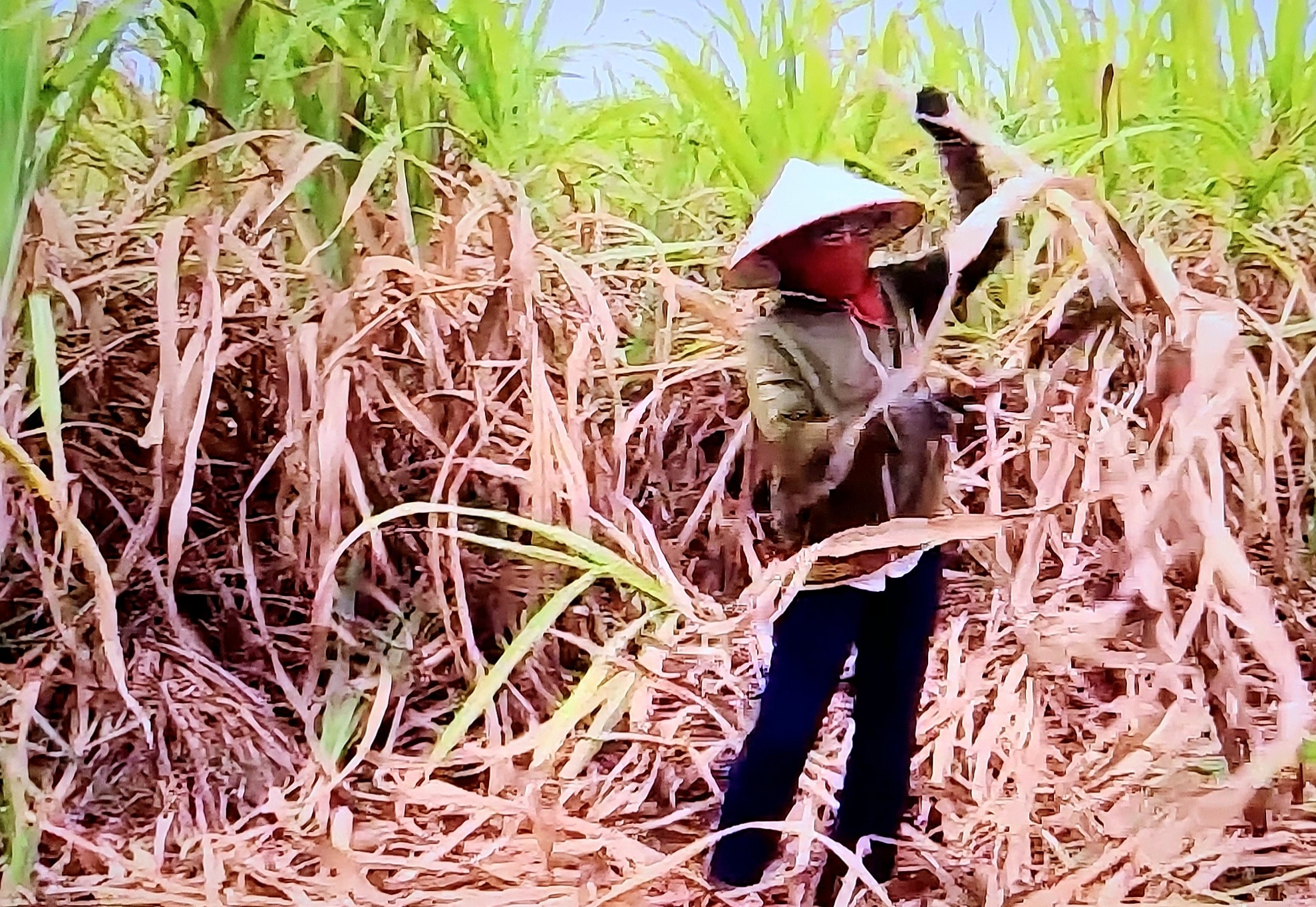 tạo công ăn việc làm cho hàng triệu nông dân và công nhân nông thôn