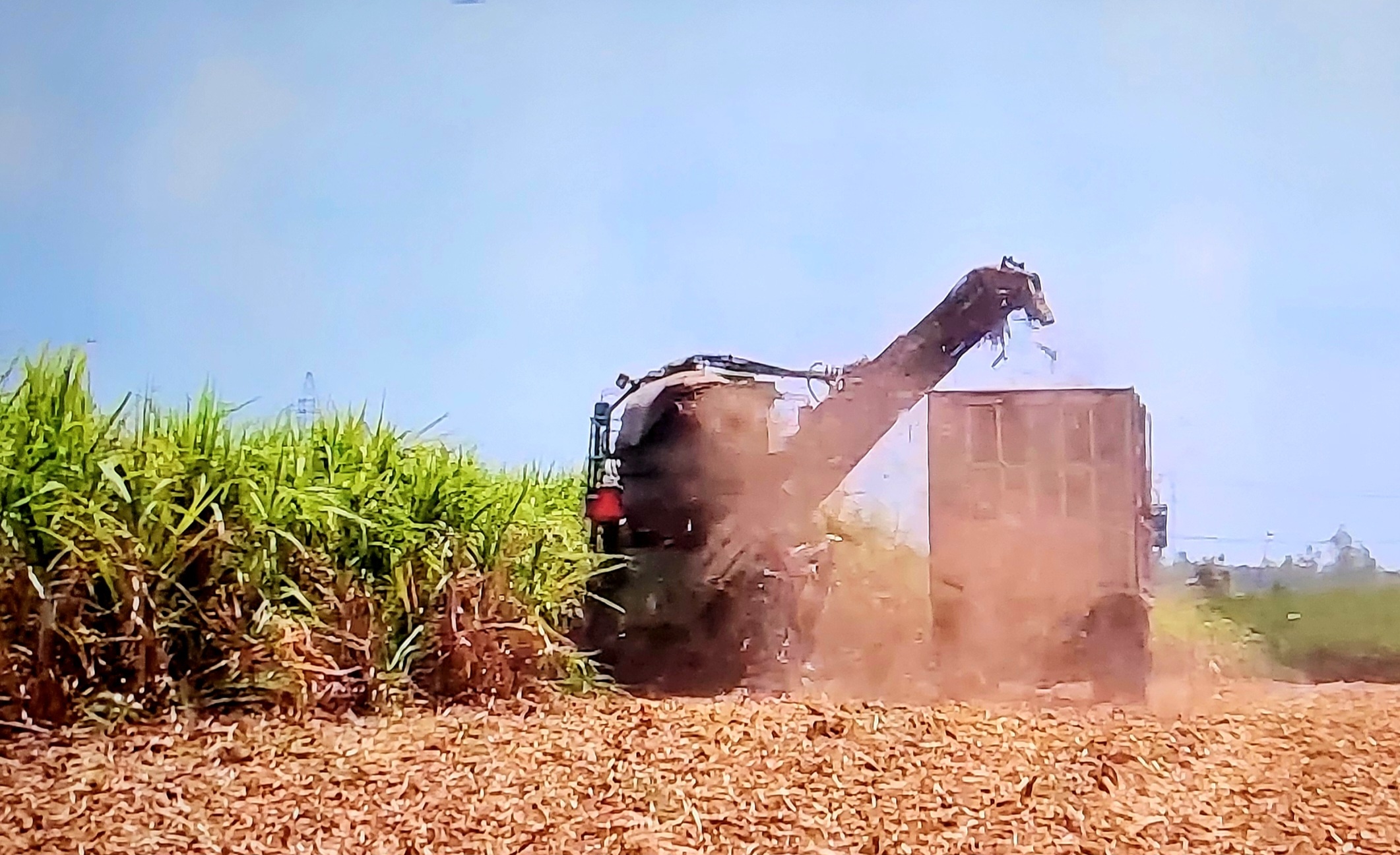 Chuyển đổi sang giống mía mới cho năng suất cao, kháng sâu bệnh, thích ứng biến đổi khí hậu