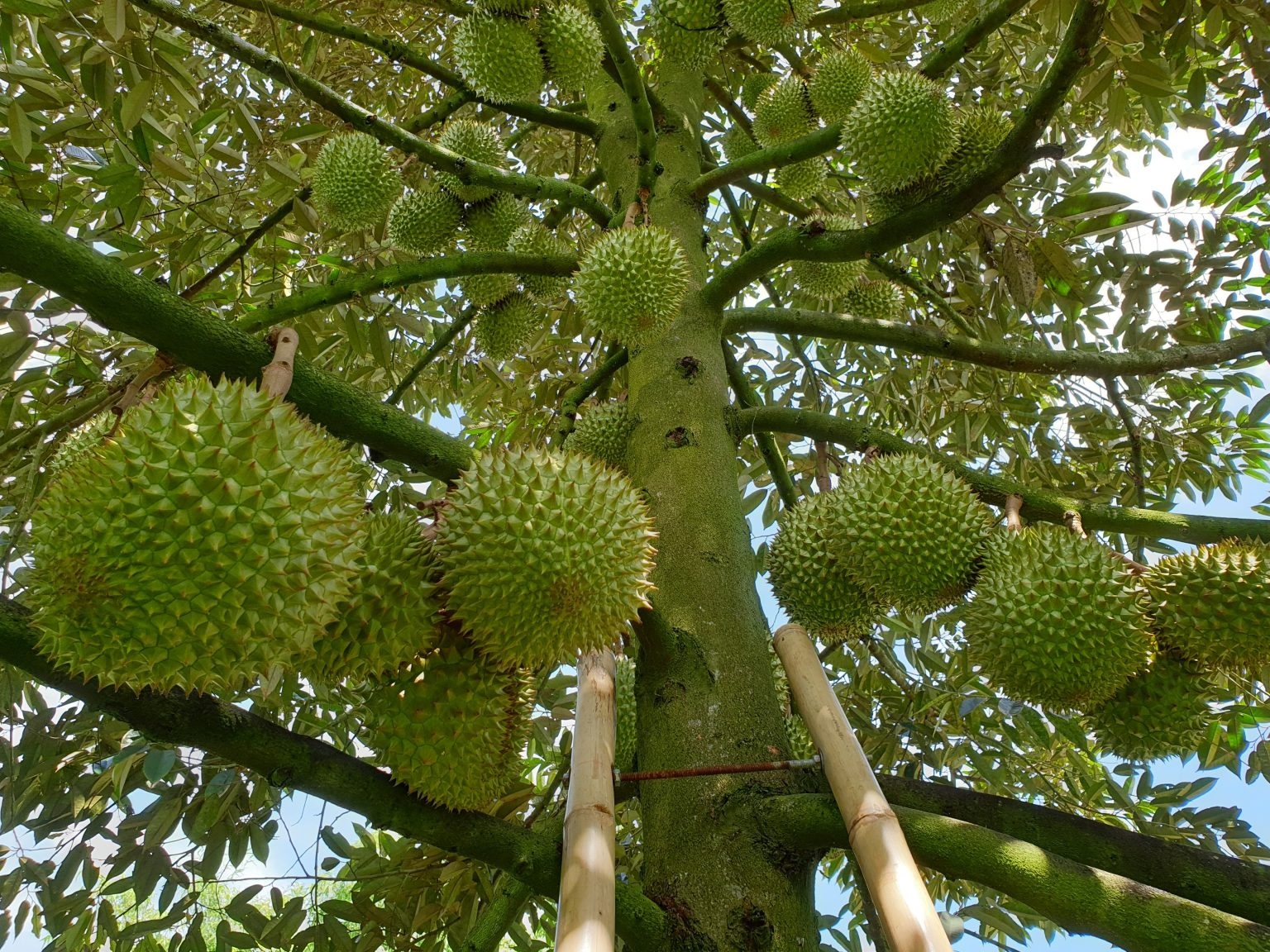 Sầu riêng Sầu riêng