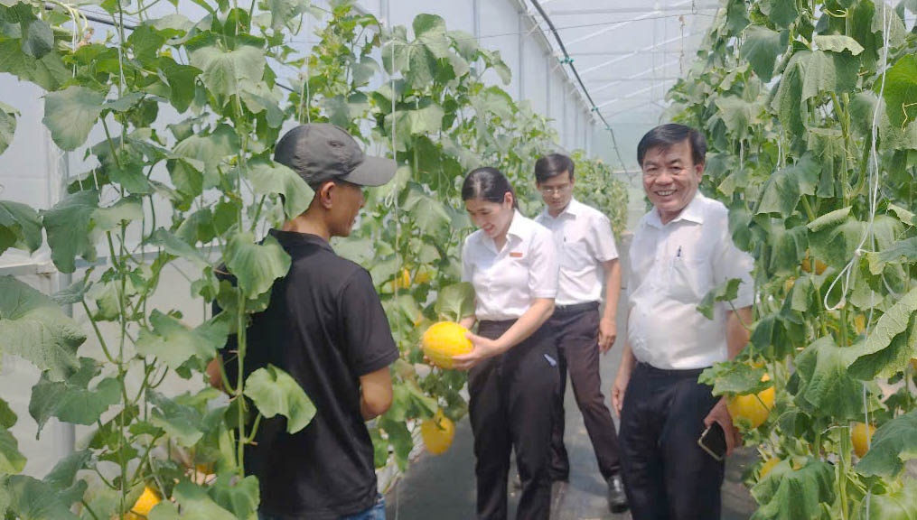 Mô hình trang trại trồng dưa lưới bằng công nghệ cao ở xã Lương Sơn, huyện Ninh Sơn. Mô hình trang trại trồng dưa lưới bằng công nghệ cao ở xã Lương Sơn, huyện Ninh Sơn.