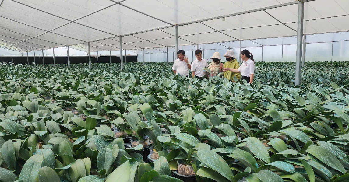 Mô hình vay vốn ngân hàng đầu tư lan Hồ Điệp ứng dụng công nghệ cao của chị Châu Hồng Trang ở Ninh Sơn. Mô hình vay vốn ngân hàng đầu tư lan Hồ Điệp ứng dụng công nghệ cao của chị Châu Hồng Trang ở Ninh Sơn.