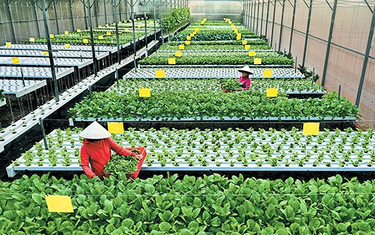 Tín dụng ngân hàng góp phần quan trọng phát triển nông thôn mới - Ảnh: BĐN Tín dụng ngân hàng góp phần quan trọng phát triển nông thôn mới - Ảnh: BĐN