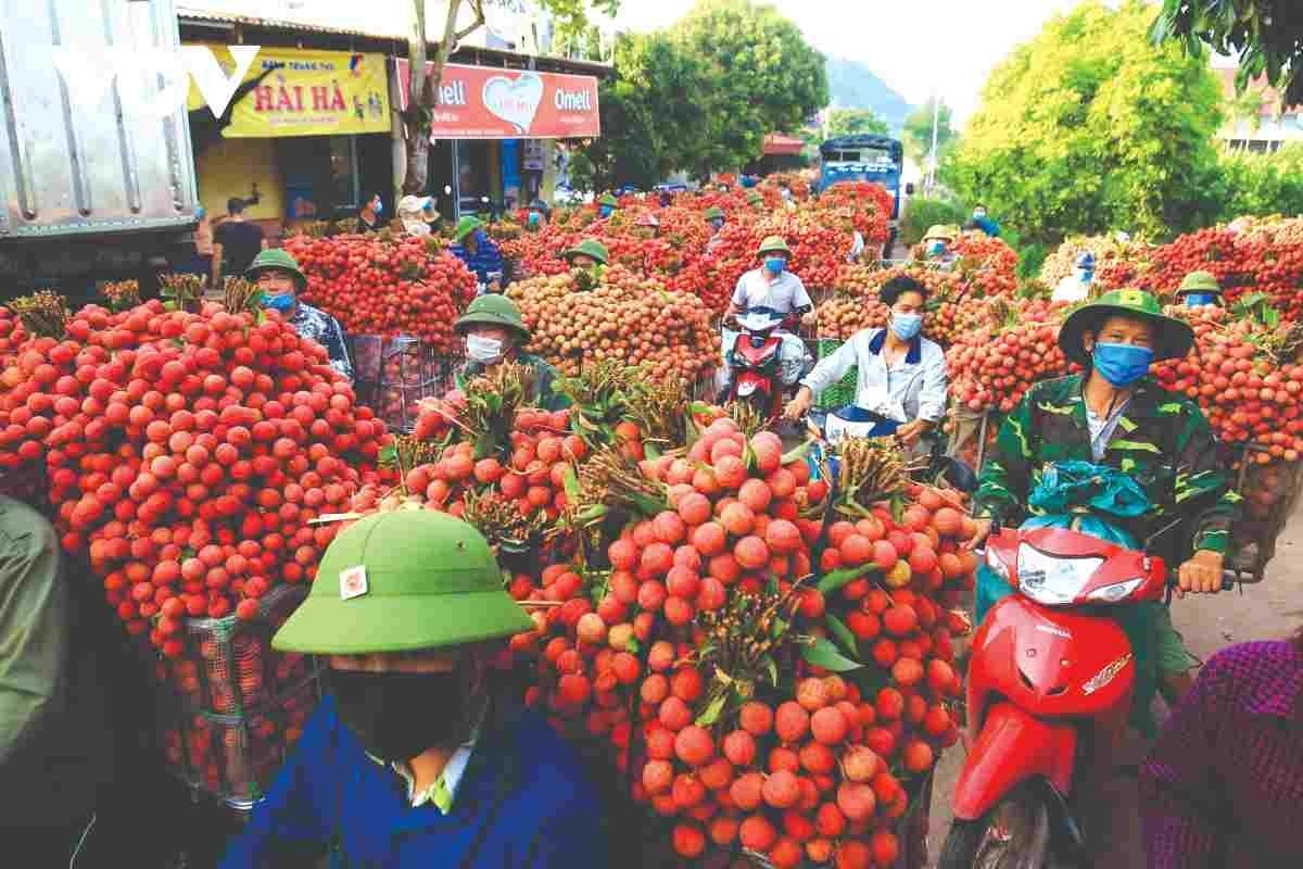 Cần chiến lược xúc tiến xuất khẩu nông sản mùa vụ Cần chiến lược xúc tiến xuất khẩu nông sản mùa vụ