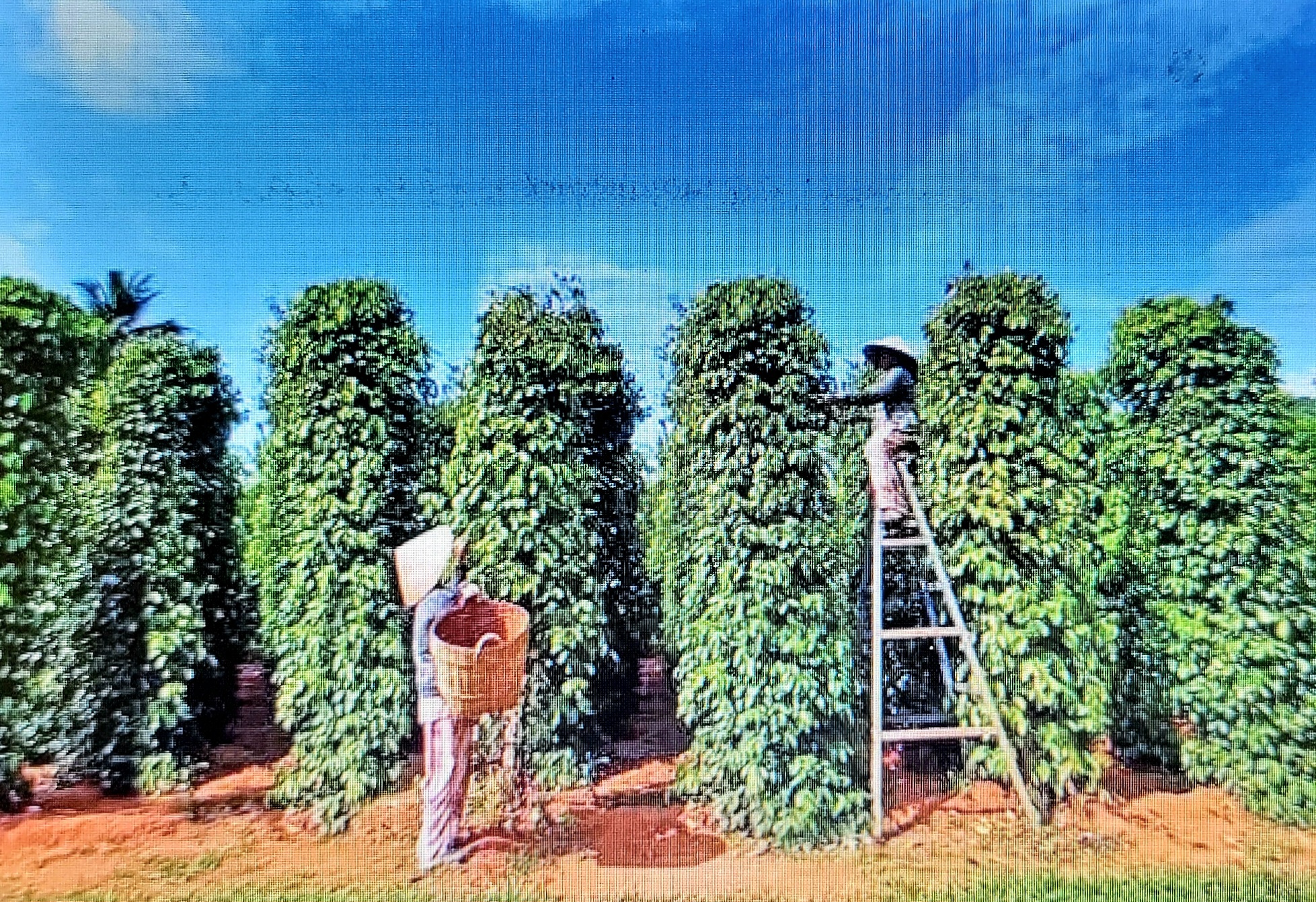 ngày đầu tháng 7 đã bật tăng lên 136.000 - 150.000 đồng/kg ngày đầu tháng 7 đã bật tăng lên 136.000 - 150.000 đồng/kg