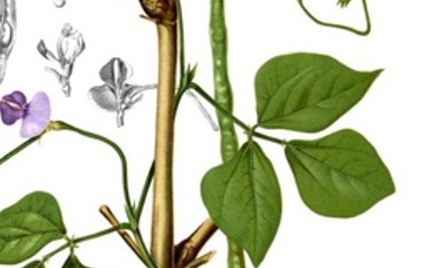 Sử dụng đậu đen đúng cách tốt cho sức khỏe