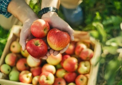 7 loại trái cây giúp người bệnh sốt xuất huyết nhanh phục hồi 7 loại trái cây giúp người bệnh sốt xuất huyết nhanh phục hồi
