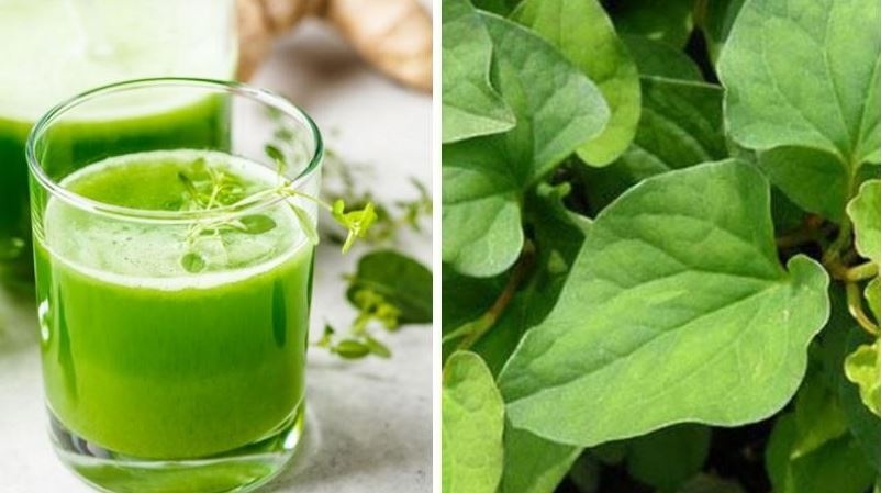 Rau diếp cá mang nhiều lợi ích cho sức khỏe