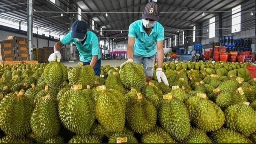 Sầu riêng Việt Nam