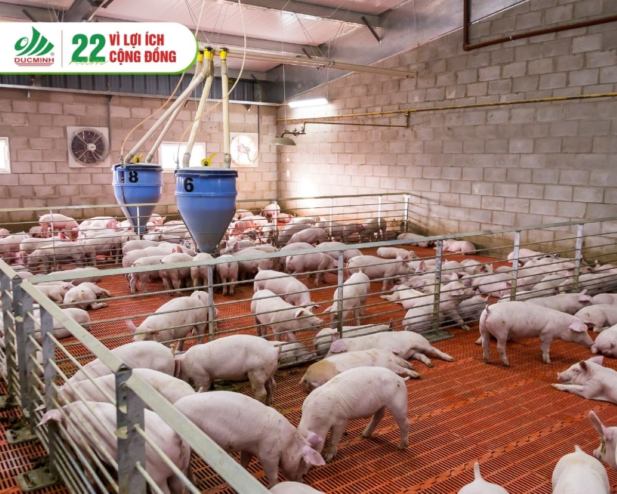 Mô hình chăn nuôi lợn trong nhà nhiều tầng được xem là giải pháp mang tính đột phá, học hỏi kinh nghiệm thành công từ Trung Quốc
