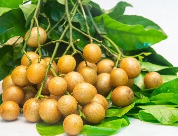 Quất hồng bì trong đông y