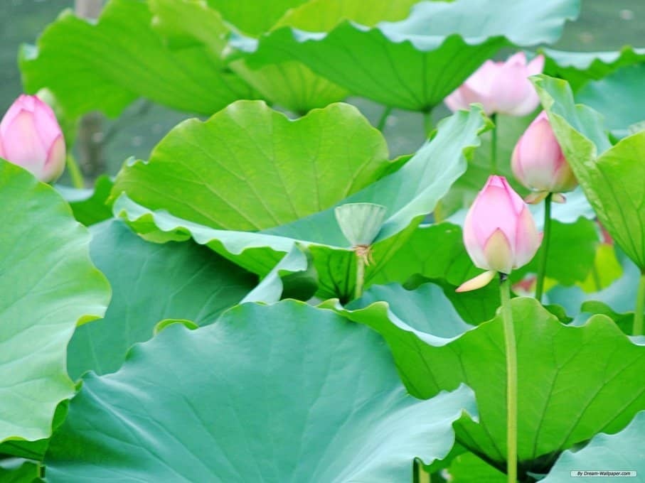 Uống nước lá sen mỗi ngày tốt cho sức khỏe Uống nước lá sen mỗi ngày tốt cho sức khỏe