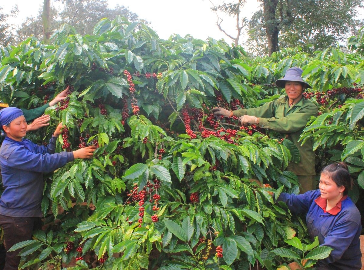 Nông nghiệp Việt Nam Kim ngạch xuất khẩu nông sản Việt Nam tăng trưởng ngoạn mục