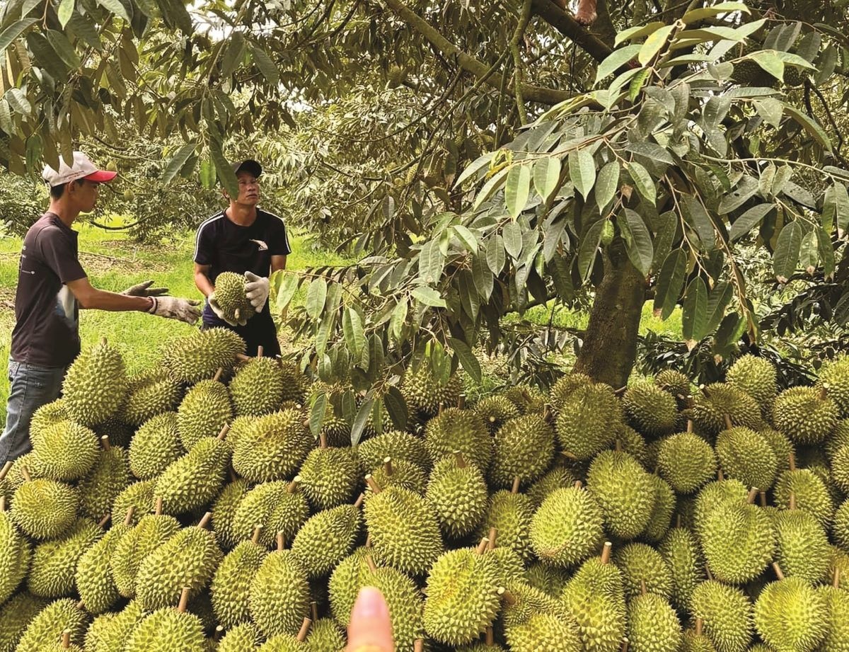 Sầu riêng tươi xuất khẩu phải đáp ứng các tiêu chí cụ thể để đảm bảo chất lượng và an toàn