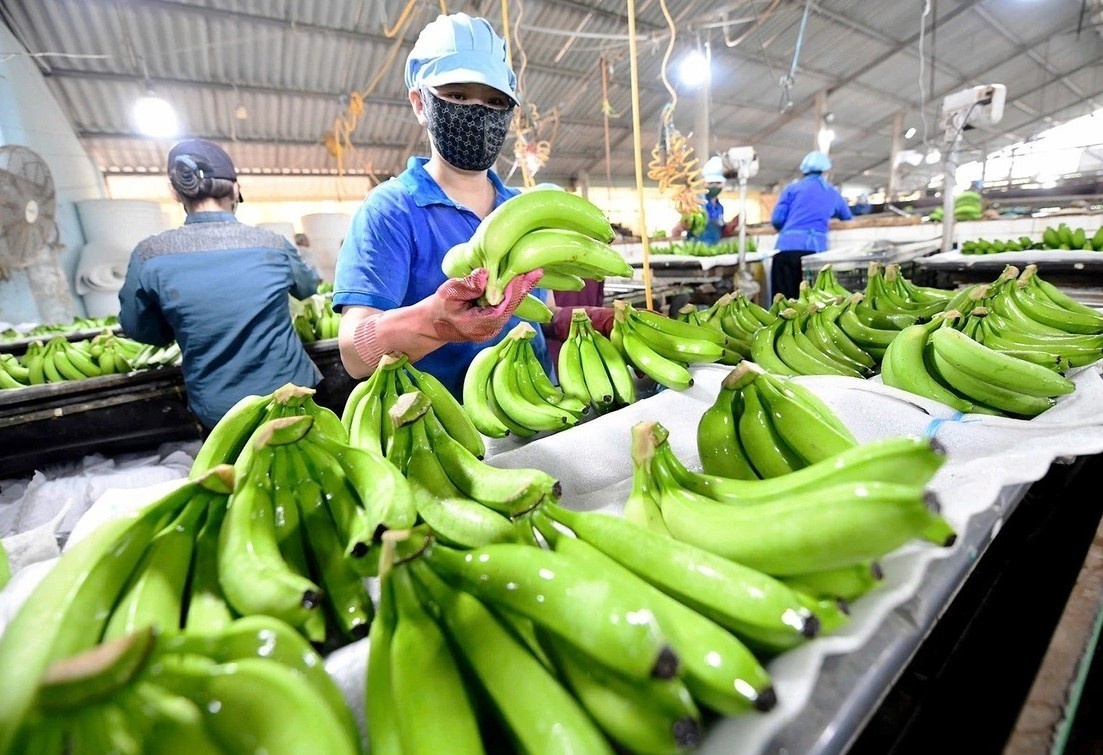 Thời điểm vàng để nông sản Việt chinh phục thị trường Nhật Bản Thời điểm vàng để nông sản Việt chinh phục thị trường Nhật Bản
