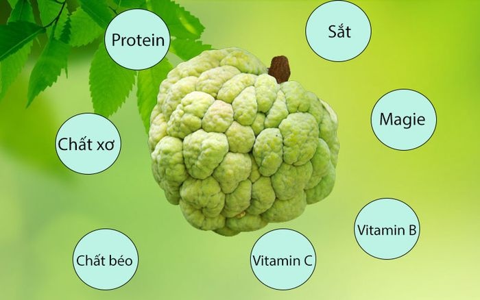 12 lợi ích của quả na với sức khỏe 12 lợi ích của quả na với sức khỏe